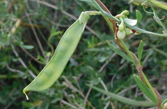Periploca laevigata angustifolia