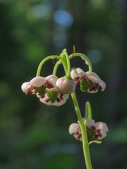 Chimaphila umbellata