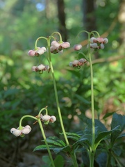 Chimaphila umbellata