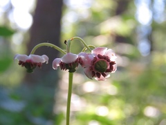 Chimaphila umbellata