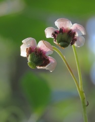 Chimaphila umbellata