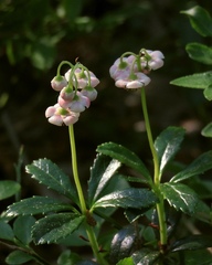 Chimaphila umbellata