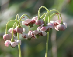 Chimaphila umbellata
