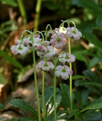 Chimaphila umbellata