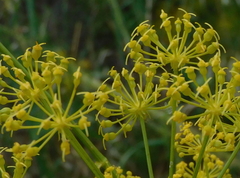 Ferula communis