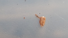 Entomobrya nigrocincta