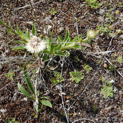 Aster alpinus vierhapperi