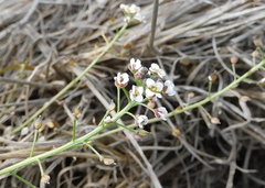 Lobularia maritima