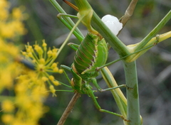 Steropleurus