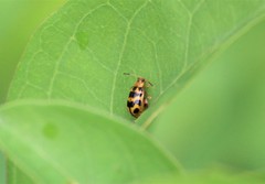 Alagoasa tridecimmaculata