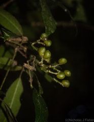 Bouchardatia neurococca