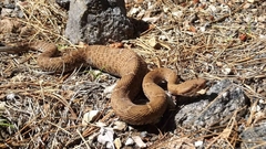 Crotalus willardi silus