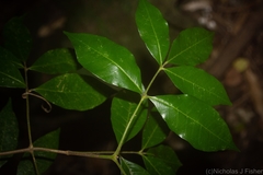 Bouchardatia neurococca