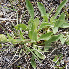 Aster alpinus vierhapperi