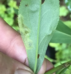 Calycomyza solidaginis