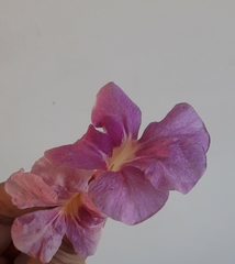Bignonia callistegioides