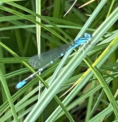 Enallagma exsulans