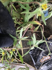 Melampodium sericeum