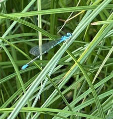 Enallagma exsulans