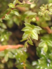 Mnium marginatum