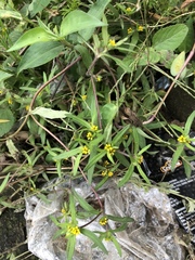 Melampodium sericeum