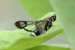 Synanthedon spuleri