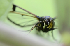 Synanthedon spuleri