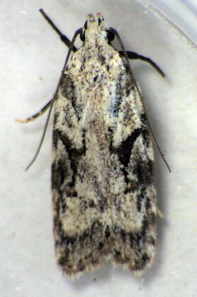 Izatha mesoschista
