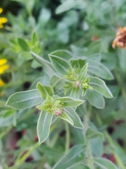 Heterotheca zionensis