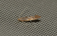 Phyllonorycter leucographella
