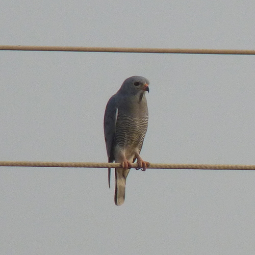 Lizard Buzzard