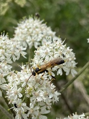 Amblyteles armatorius