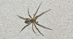 Sanogasta