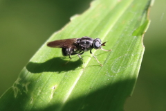 Adoxomyia subulata