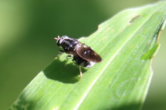 Adoxomyia subulata