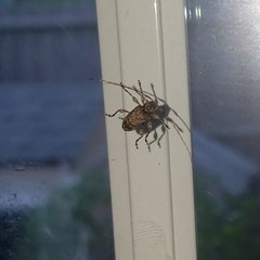 Leptostylopsis terraecolor