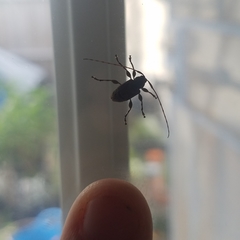 Leptostylopsis terraecolor