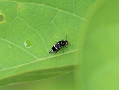 Mordella tetraspilota