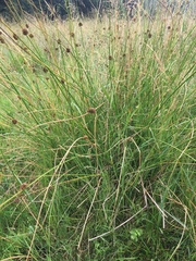 Juncus conglomeratus