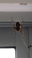 Larinioides sclopetarius