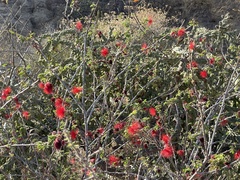 Calliandra peninsularis