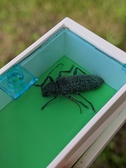 Trichoferus holosericeus