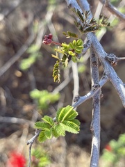 Calliandra peninsularis