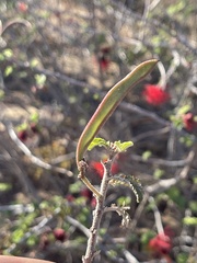 Calliandra peninsularis