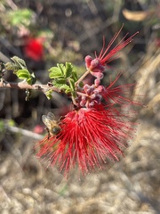 Calliandra peninsularis