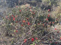 Calliandra peninsularis
