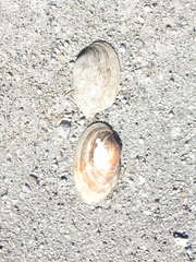 Pyganodon grandis