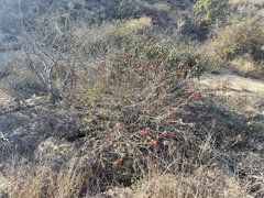 Calliandra peninsularis