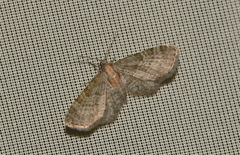 Eupithecia haworthiata