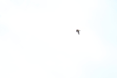 Tachycineta albilinea